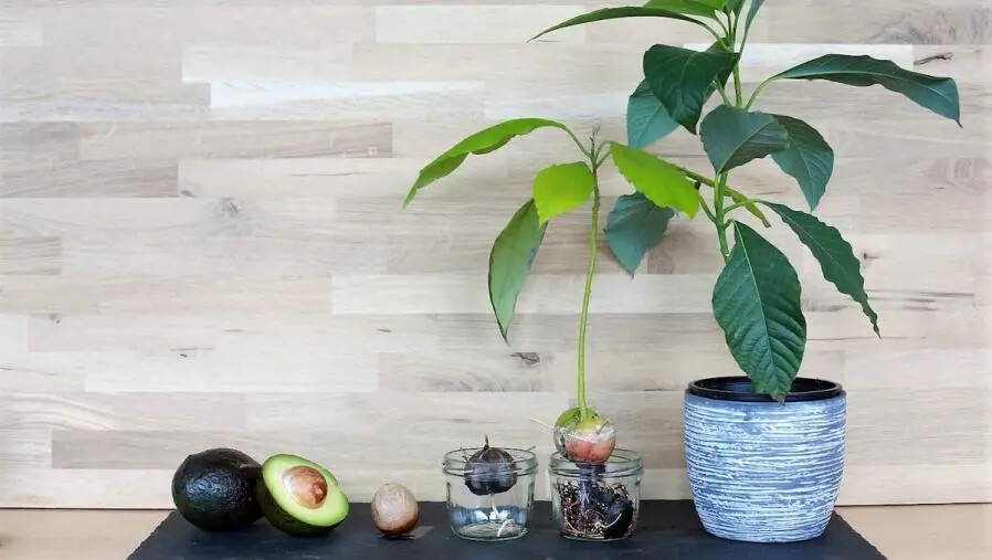 Lettera a Tito, la promettente coltivazione dell’Avocado sulle rive del mare Jonio images Lettera a Tito, la promettente coltivazione dell’Avocado sulle rive del mare Jonio