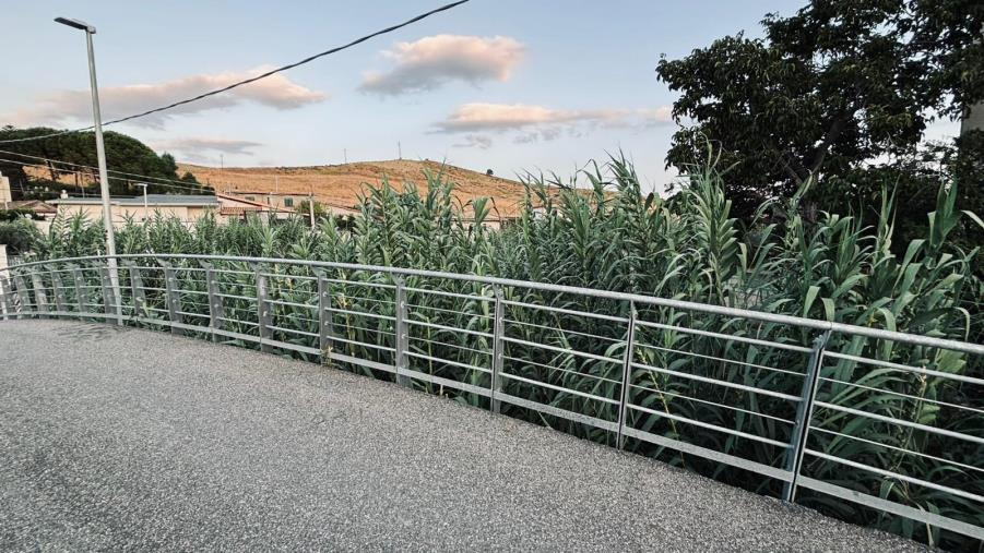 images Quartiere Cava di Catanzaro, la segnalazione: “Il letto del fiume invaso dalla vegetazione è un pericolo”