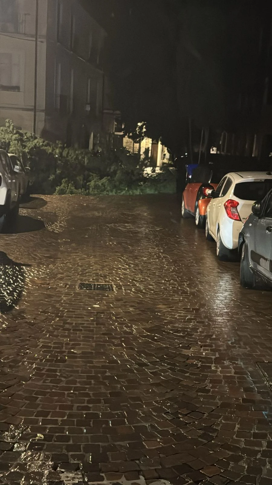 Catanzaro, alberi abbattuti dal forte vento nel centro storico