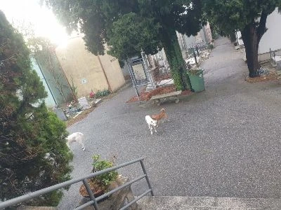 Catanzaro, il cappellano don Andrea aggredito da branco di cani nel cimitero