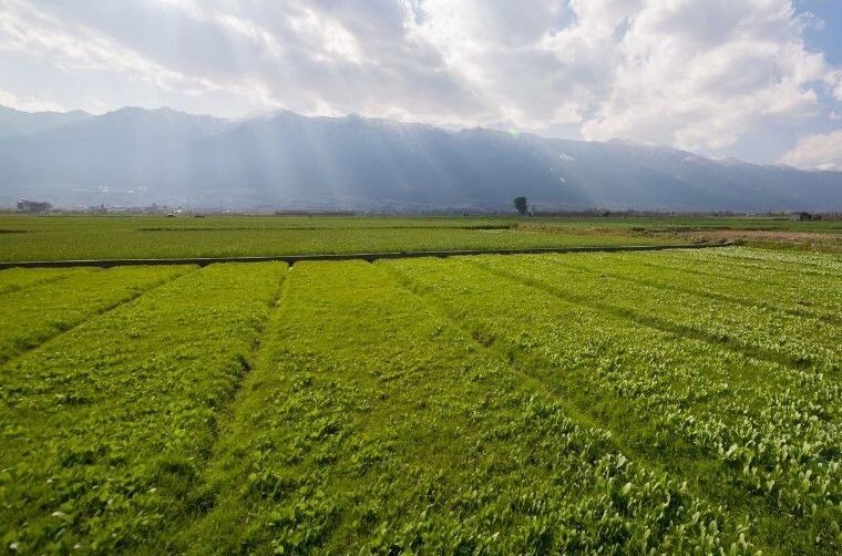 images Netturbino “fai-da-te” e la beffa delle sanzioni: il caso paradossale di un agricoltore di Catanzaro