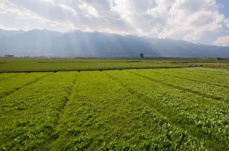 Netturbino “fai-da-te” e la beffa delle sanzioni: il caso paradossale di un agricoltore di Catanzaro