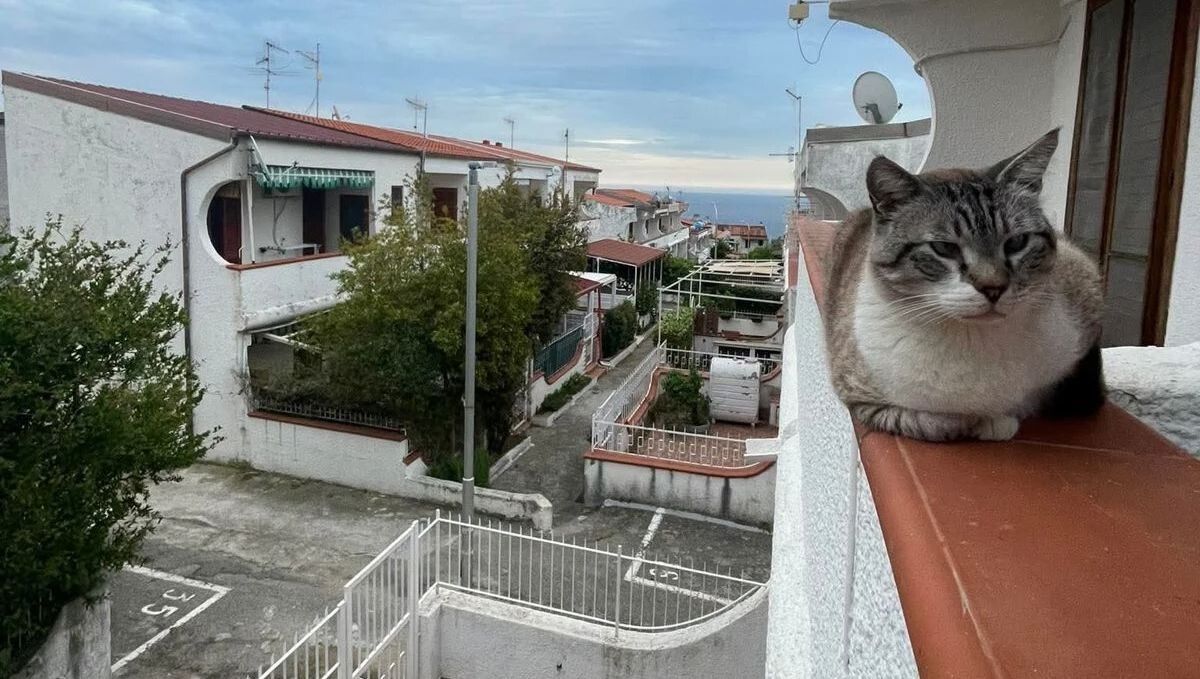 La denuncia: "Ancora un gatto ucciso a Lopilato, quanto dovrà durare questa strage silenziosa?" images La denuncia: "Ancora un gatto ucciso a Lopilato, quanto dovrà durare questa strage silenziosa?"