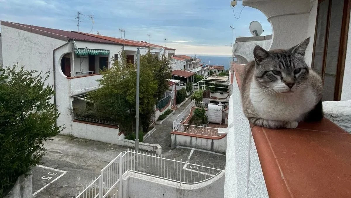 La denuncia: "Ancora un gatto ucciso a Lopilato, quanto dovrà durare questa strage silenziosa?"