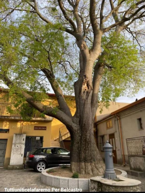 images Il “ Milicurcio” di Belcastro &nbsp;entra nell'elenco degli alberi monumentali