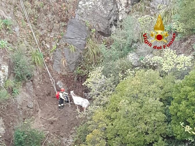 images Sta bene il cavallo scivolato nella scarpata a Stalettì, ma a causa del maltempo il recupero è stato rinviato