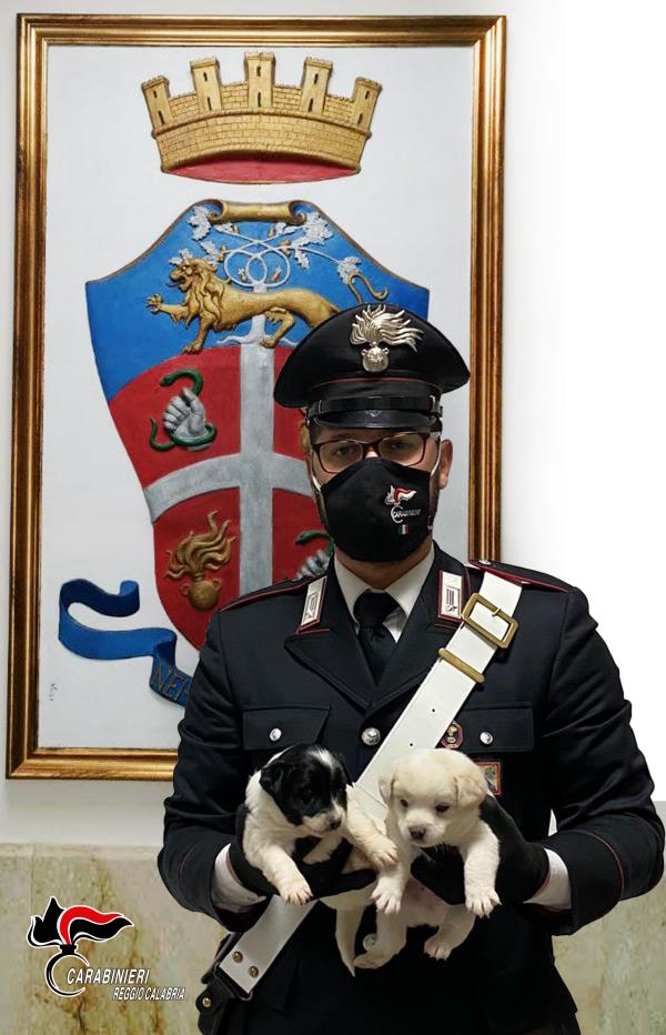 Gioia Tauro: ritrovati e messi in salvo 4 cuccioli di meticci abbandonati tra i rifiuti images Gioia Tauro: ritrovati e messi in salvo 4 cuccioli di meticci abbandonati tra i rifiuti