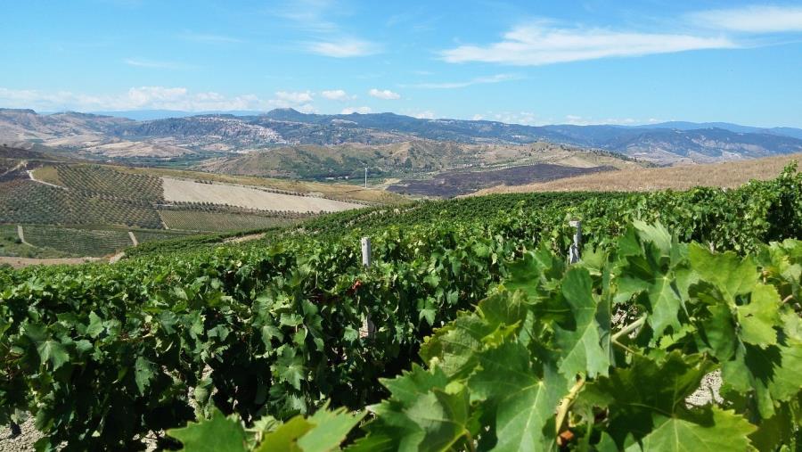 images Approvati dalla Regione 41 progetti per ristrutturare e riconvertire i vigneti