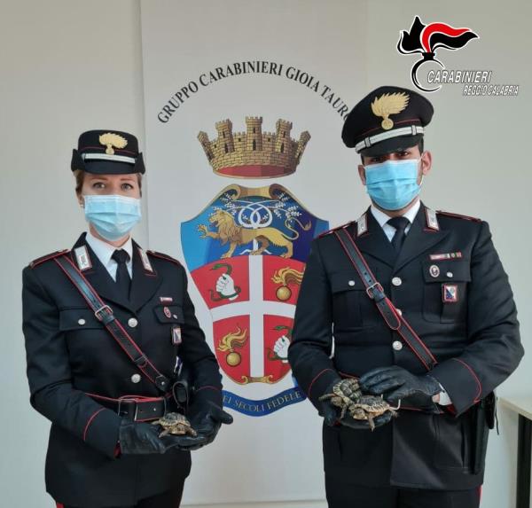 Gioia Tauro. Nascondeva tartarughe testuggini in un ripostiglio, denunciato  images Gioia Tauro. Nascondeva tartarughe testuggini in un ripostiglio, denunciato