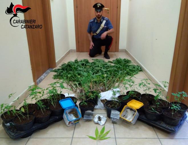 Vallefiorita. In casa troppo odore di marijuana, 67enne arrestato  images Vallefiorita. In casa troppo odore di marijuana, 67enne arrestato