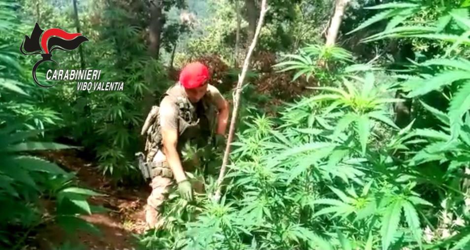 images Nuova operazione antidroga nel Vibonese: scoperta una piantagione di circa 200 piante di cannabis