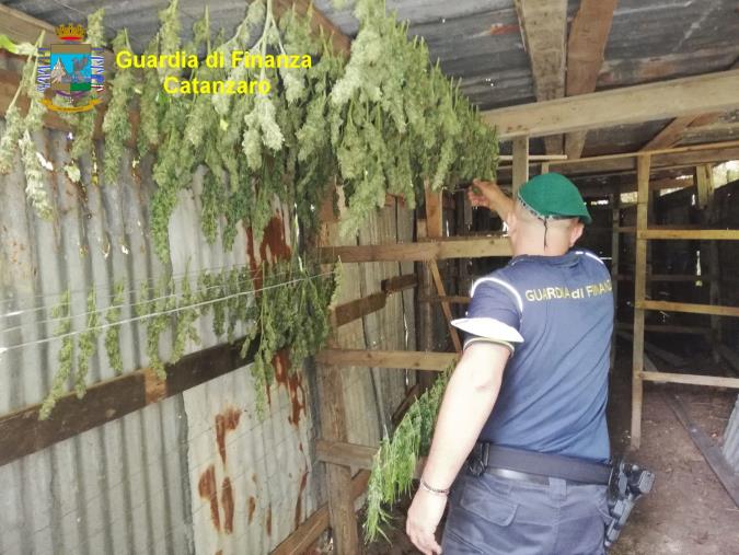 images Catanzaro. Maxi sequestro di droga: oltre 3.000 piante sottratte al traffico illecito: avrebbero fruttato milioni alla criminalità  