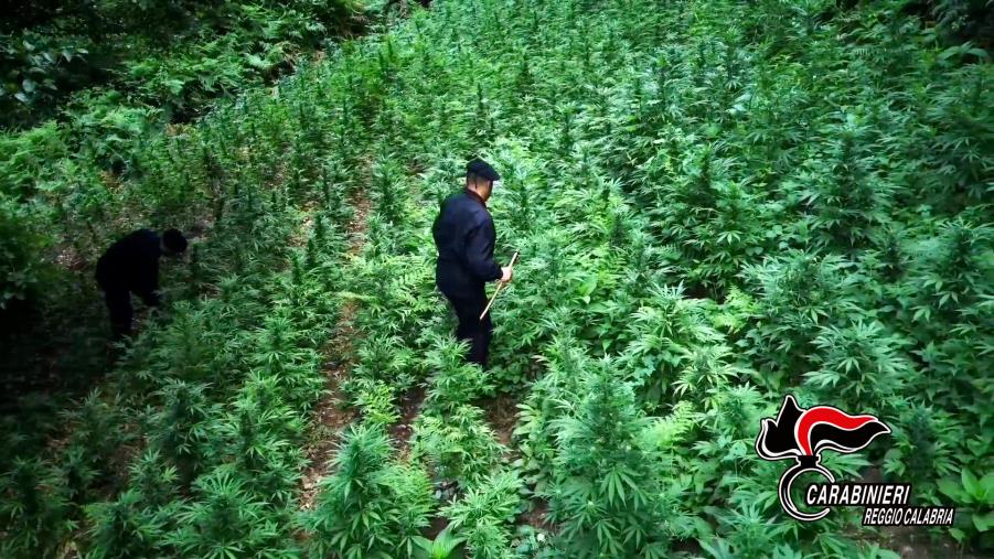 images Cittanova, arrestato un 24enne trovato con 50 grammi di marijuana 