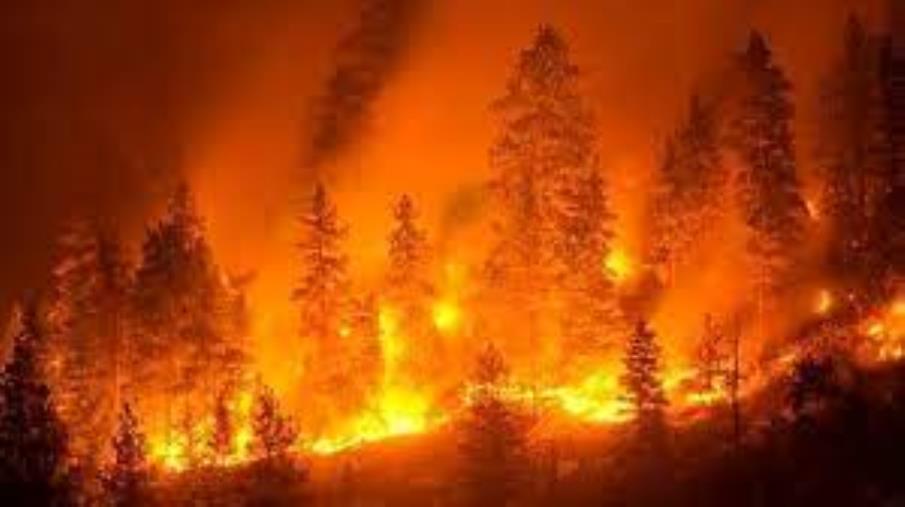 Incendio in Aspromonte. "Dal cuore della montagna in lutto", la lettera di alcune associazioni a Draghi e Spirlì images Incendio in Aspromonte. "Dal cuore della montagna in lutto", la lettera di alcune associazioni a Draghi e Spirlì