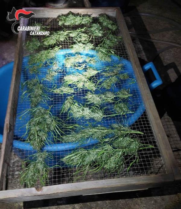 Soveria Mannelli, coltivava droga nel suo terreno, 52enne in manette. Denunciata la moglie images Soveria Mannelli, coltivava droga nel suo terreno, 52enne in manette. Denunciata la moglie