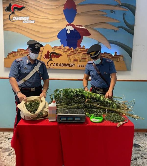 Petronà, coltivava una piantagione di marijuana: arrestato un 24enne images Petronà, coltivava una piantagione di marijuana: arrestato un 24enne