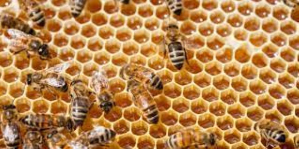 Davoli, distrutte circa 80 casse di api. Va avanti la raccolta fondi per aiutare l’apicoltore chiaravallese Giuseppe Posca  images Davoli, distrutte circa 80 casse di api. Va avanti la raccolta fondi per aiutare l’apicoltore chiaravallese Giuseppe Posca