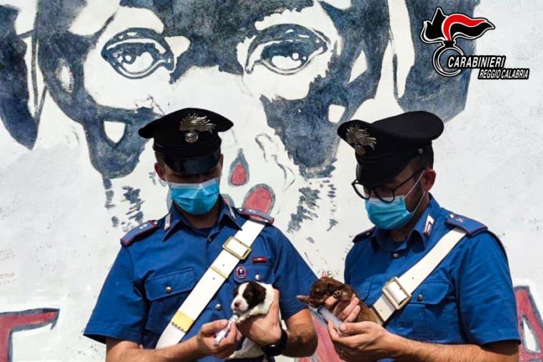 Brancaleone. I carabinieri salvano 7 cuccioli di cane abbandonati in un terreno incolto: 23enne denunciato images Brancaleone. I carabinieri salvano 7 cuccioli di cane abbandonati in un terreno incolto: 23enne denunciato