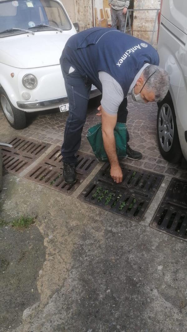 Topi in città. L'assessore Concolino replica: "Noi interveniamo, ma all'Asp compete prevenire il rischio sanitario" images Topi in città. L'assessore Concolino replica: "Noi interveniamo, ma all'Asp compete prevenire il rischio sanitario"