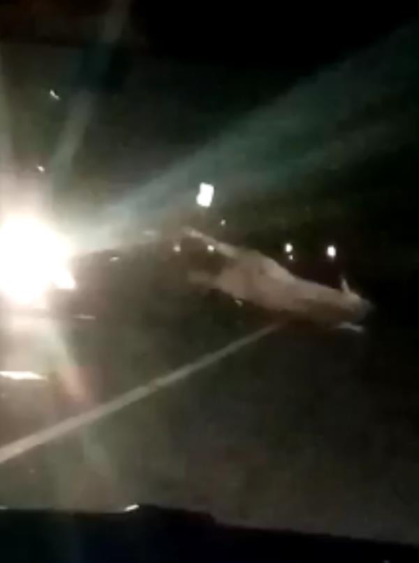 Catanzaro, mucca a spasso in tangenziale: auto distrutte ma feriti lievi (VIDEO) images Catanzaro, mucca a spasso in tangenziale: auto distrutte ma feriti lievi (VIDEO)