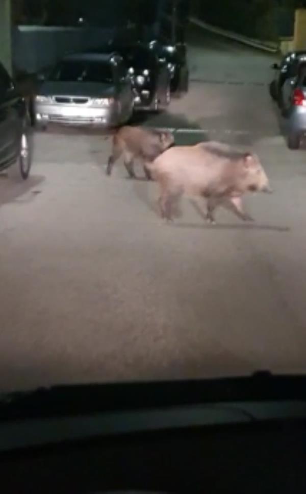 images Catanzaro, cinghiali a spasso a Pontegrande (VIDEO)