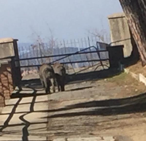 Catanzaro, cinghiali nel parco dell'ospedale "Ciaccio" (VIDEO) images Catanzaro, cinghiali nel parco dell'ospedale "Ciaccio" (VIDEO)