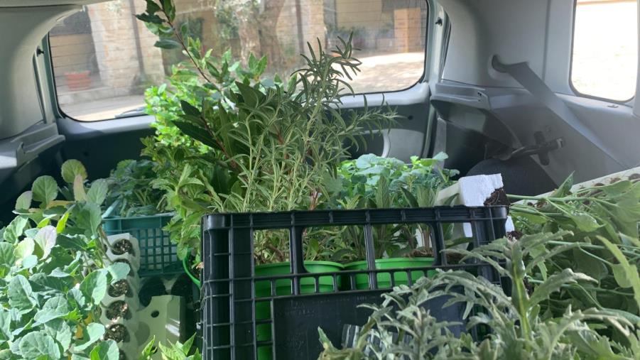 Catanzaro, al carcere di Siano si piantano "Piccanti evasioni": l'istituto Agrario progetta l’orto estivo  images Catanzaro, al carcere di Siano si piantano "Piccanti evasioni": l'istituto Agrario progetta l’orto estivo