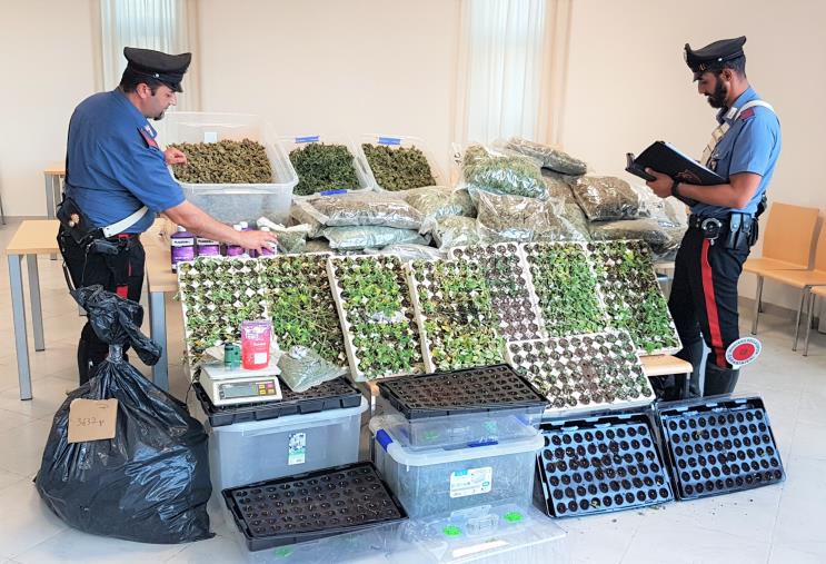 Lamezia Terme, arrestato un 58enne: trovati in due casolari 60 kg di marijuana images Lamezia Terme, arrestato un 58enne: trovati in due casolari 60 kg di marijuana