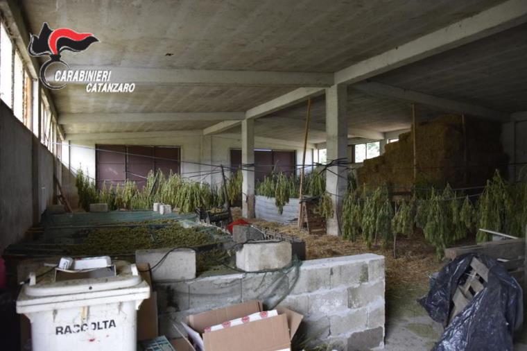images Sorpresi in un capannone mentre separavano le infiorescenze dalle piante di cannabis indica nel Lametino, 4 arresti