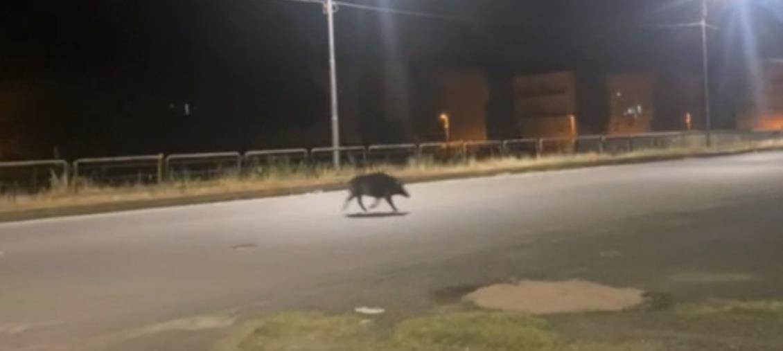 images Catanzaro, cinghiali affamati invadono i quartieri: sale la tensione