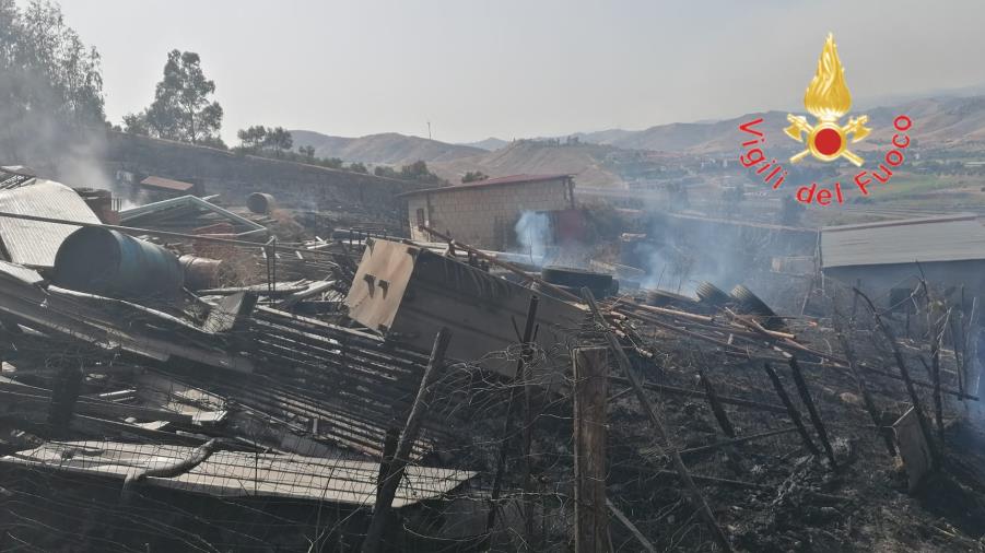 images Catanzaro, in via Curtatone le fiamme distruggono un ricovero di ovini e bovini: salvi gli animali