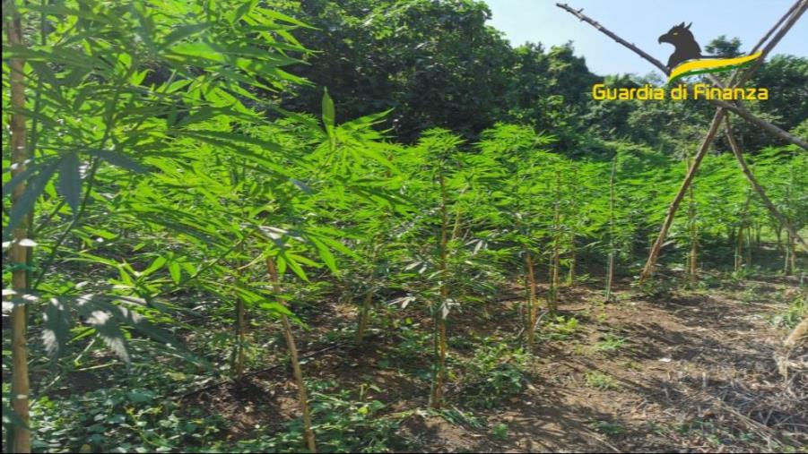 Individuata e sequestrata a Francica una piantagione di marijuana: avrebbe fruttato 200.000 euro   images Individuata e sequestrata a Francica una piantagione di marijuana: avrebbe fruttato 200.000 euro