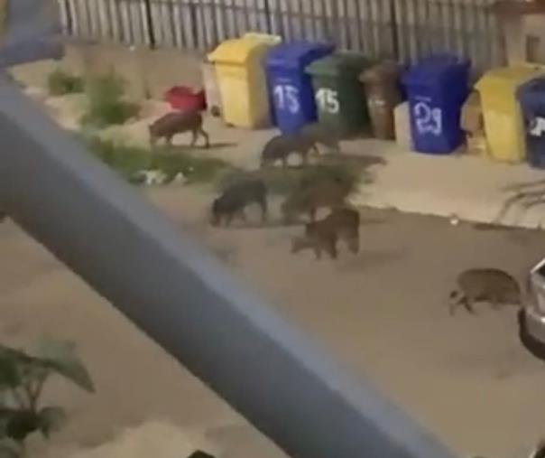 Catanzaro, 10 cinghiali a spasso nel cortile di un condominio a Fortuna dove giocano i bambini images Catanzaro, 10 cinghiali a spasso nel cortile di un condominio a Fortuna dove giocano i bambini