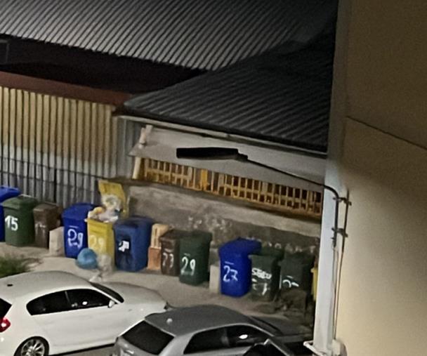 images Catanzaro, cinghiali nel cortile di un palazzo a Fortuna: pochi minuti prima alcuni anziani erano andati a buttare i rifiuti