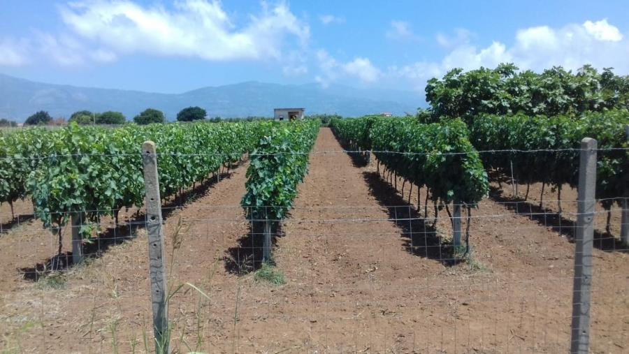 Vendemmia 2022, Coldiretti: "Alte temperature denominatore comune del vigneto in Calabria, uve sane ma quantità in calo di circa il 20%" images Vendemmia 2022, Coldiretti: "Alte temperature denominatore comune del vigneto in Calabria, uve sane ma quantità in calo di circa il 20%"