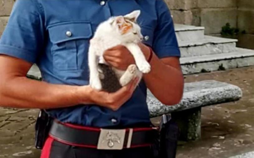 Polistena, maltrattamenti a un gattino postati su Instagram: denunciati 3 giovani  images Polistena, maltrattamenti a un gattino postati su Instagram: denunciati 3 giovani