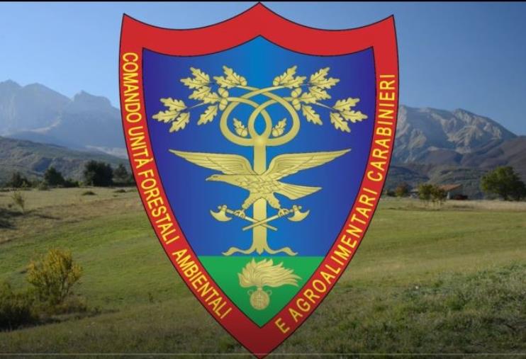 images Giornata nazionale degli alberi, l'impegno dei carabinieri per salvare i centri urbani