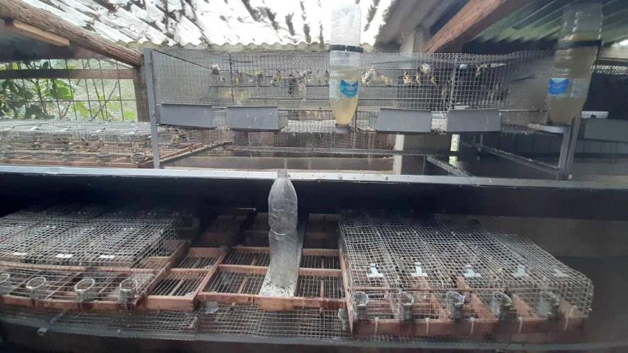 Centinaia di uccelli rinchiusi in gabbia e nel congelatore: 2 denunce nel Reggino images Centinaia di uccelli rinchiusi in gabbia e nel congelatore: 2 denunce nel Reggino