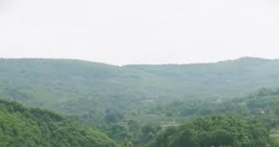 images Girifalco, il Comune mette all’asta 10 ettari di bosco da tagliare: Legambiente chiede la sospensione e l’accesso agli atti