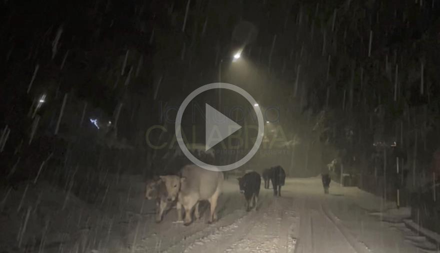 Maltempo, si imbiancano i monti calabresi: abbondanti nevicate in Sila (VIDEO) images Maltempo, si imbiancano i monti calabresi: abbondanti nevicate in Sila (VIDEO)