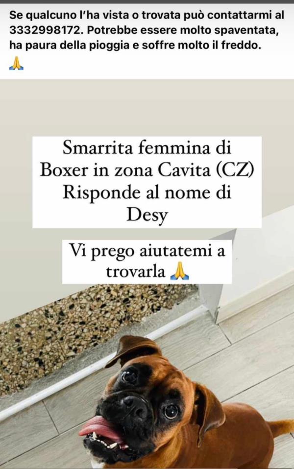 Catanzaro, smarrita a Cavita una cagnolina boxer images Catanzaro, smarrita a Cavita una cagnolina boxer