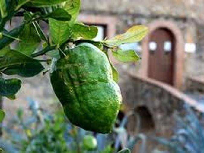 images L’Europa dice sì: marchio D.O.P. per il “Cedro di Santa Maria del Cedro” 