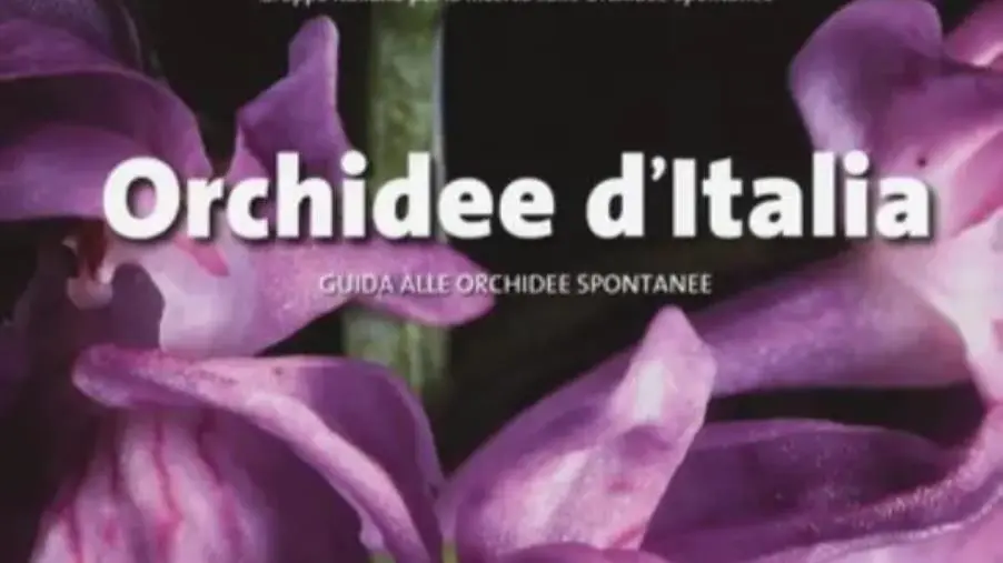 images Per la prima volta in Calabria il raduno nazionale dei cercatori di orchidee spontanee