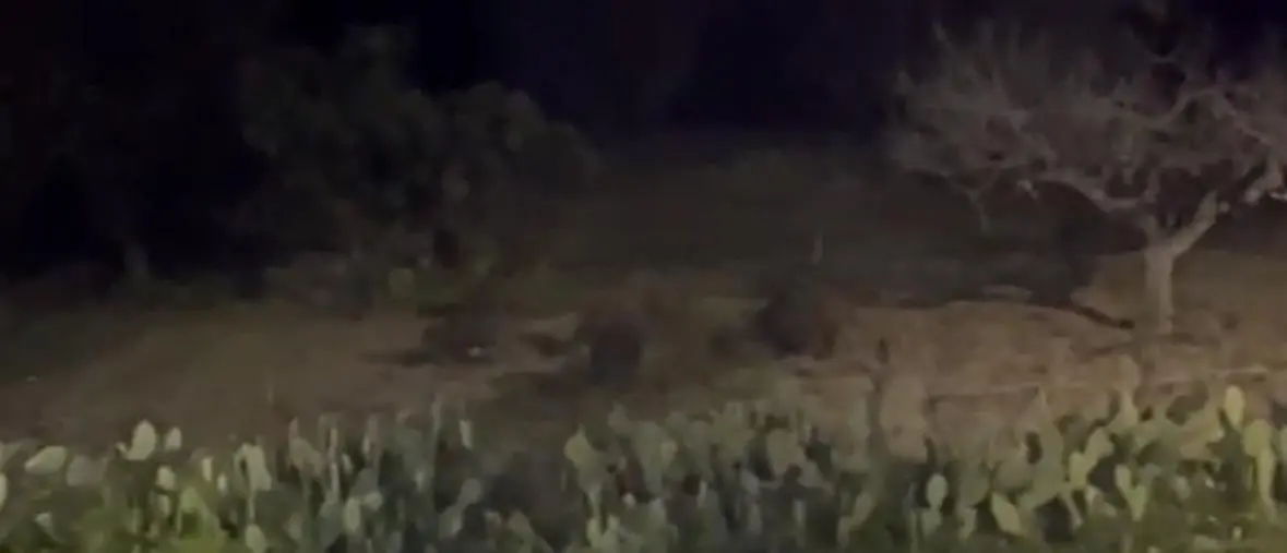 Catanzaro, orde di cinghiali nel quartiere Aranceto: il disperato grido di aiuto dei residenti images Catanzaro, orde di cinghiali nel quartiere Aranceto: il disperato grido di aiuto dei residenti