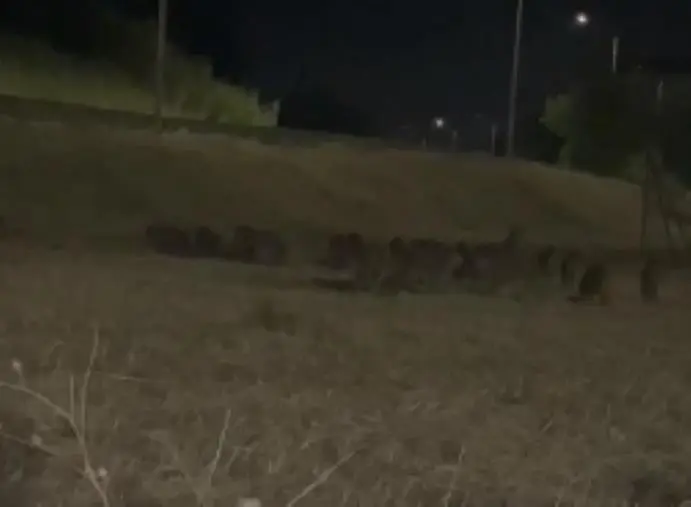 images Catanzaro, vero e proprio branco di grossi cinghiali tra le case: il pericolo incombe ovunque