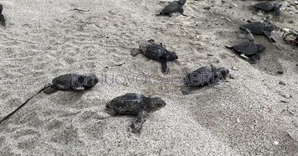 Record di nidificazioni di Caretta Caretta sulle spiagge calabresi nel 2023 images Record di nidificazioni di Caretta Caretta sulle spiagge calabresi nel 2023