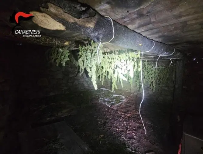 Cardeto, coltivava stupefacenti in un casolare abbandonato: in manette un 24enne images Cardeto, coltivava stupefacenti in un casolare abbandonato: in manette un 24enne