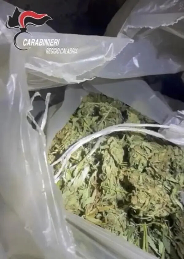 images Reggio Calabria, scovati oltre 15 kg di marijuana: ecco dove si nascondeva il bottino "verde"