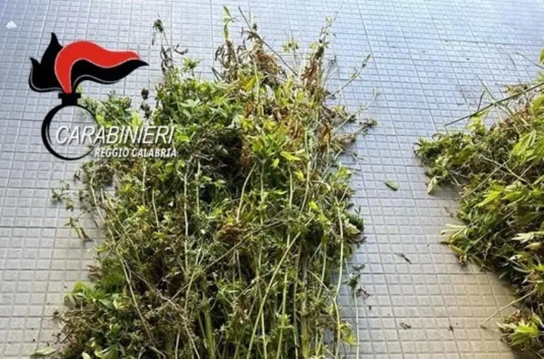 Reggio, i carabinieri scoprono 500 piante di marijuana con un sistema di irrigazione images Reggio, i carabinieri scoprono 500 piante di marijuana con un sistema di irrigazione