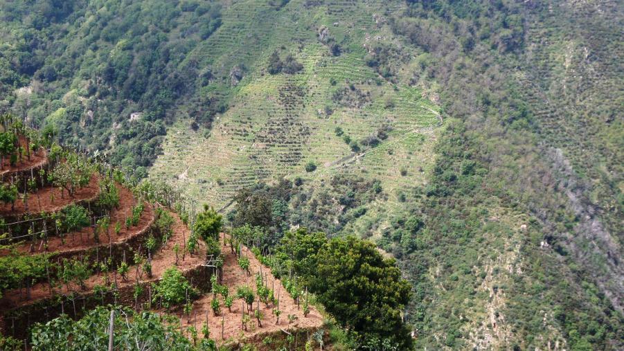 images Bagnara Calabra. Bando “I terrazzi della Costa Viola”, domani incontro tecnico sui tipici muri a secco della Costa Viola